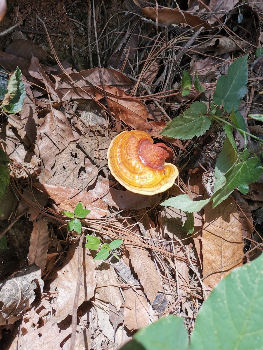 南京野生赤灵芝