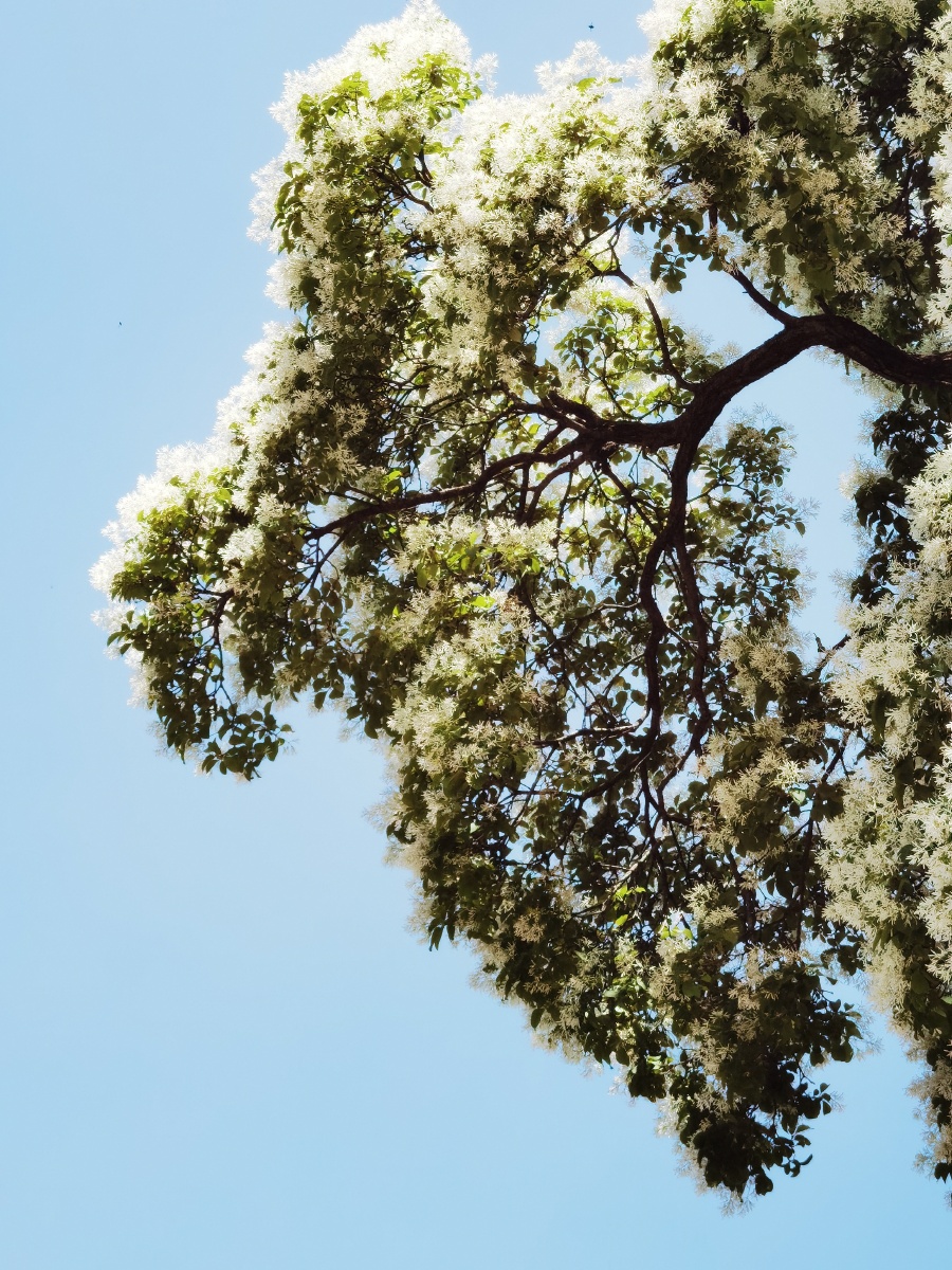 降龙木花开气势非凡