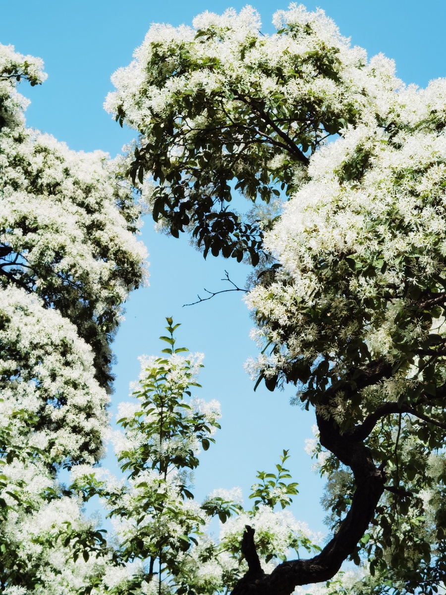 降龙木花开气势非凡