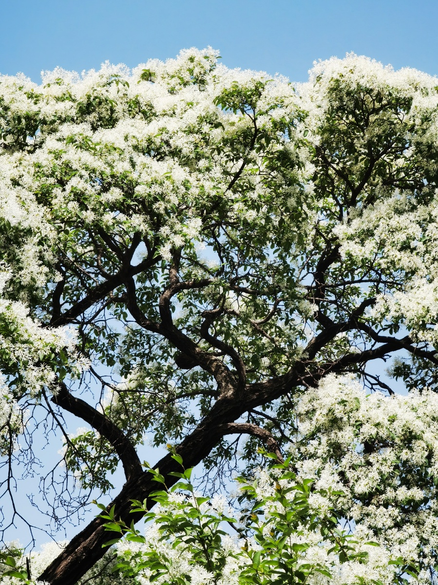 降龙木花开气势非凡