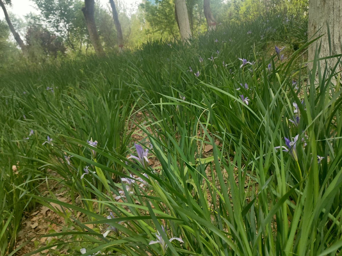 马莲马兰马兰花旱蒲蠡实荔草剧草豕首三坚马韭马蔺
