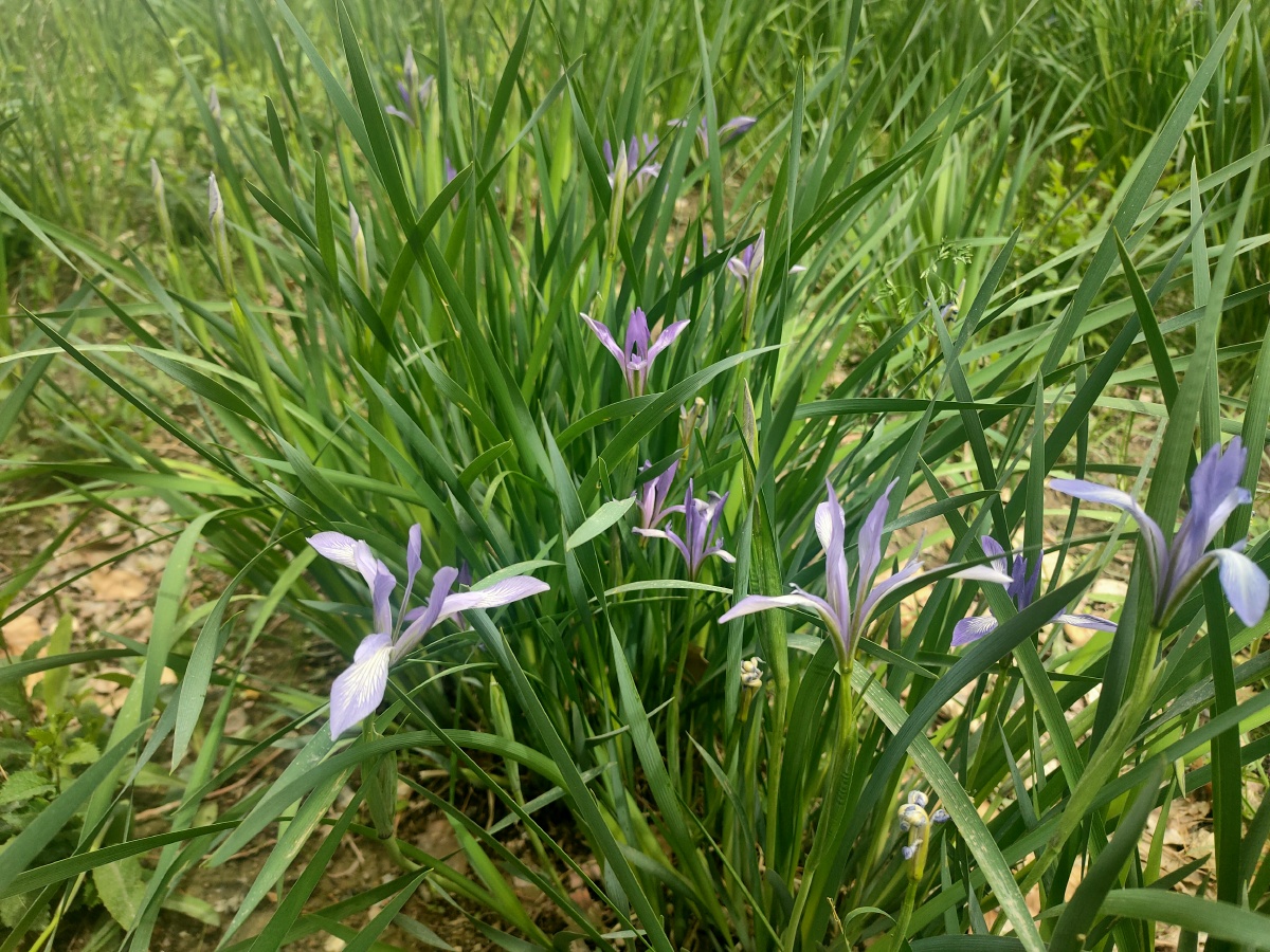 马莲马兰马兰花旱蒲蠡实荔草剧草豕首三坚马韭马蔺