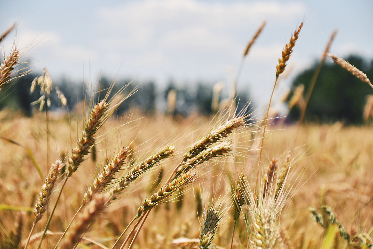 小麦秋的颜色收获的颜色
