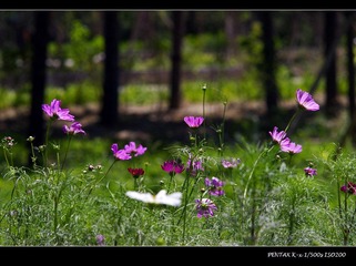 _IGP9508