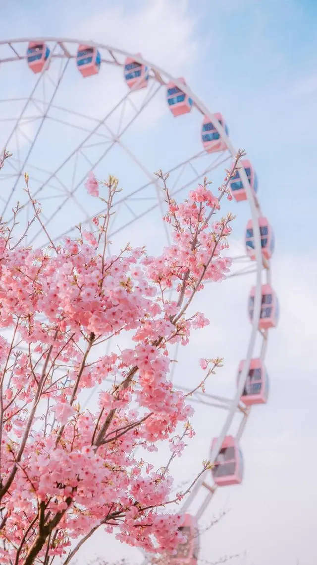 樱花和摩天轮粉嫩的春日