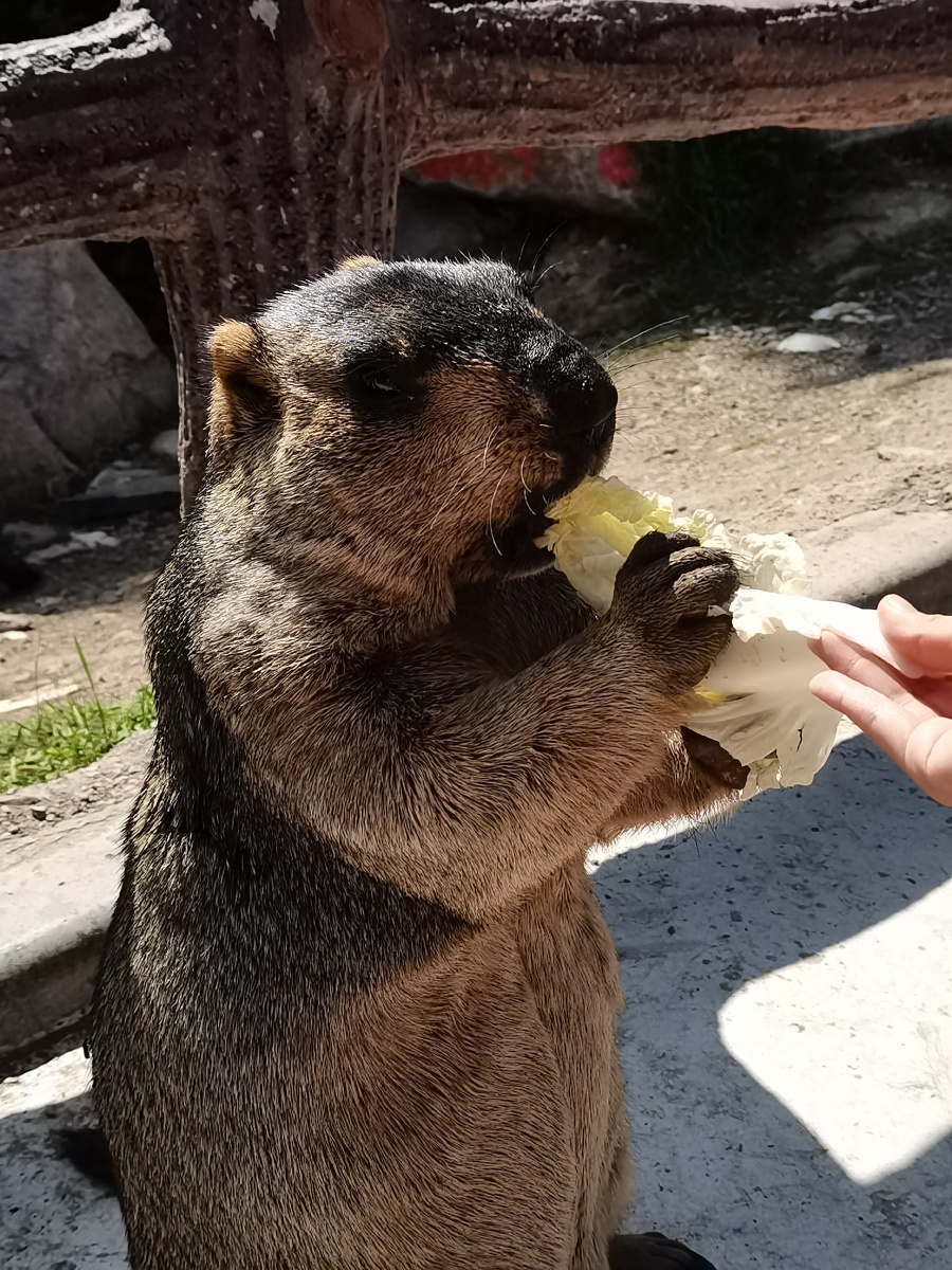 憨态可掬的胖胖土拨鼠