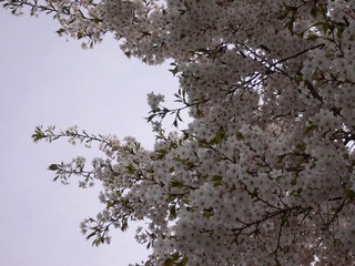 4月樱花