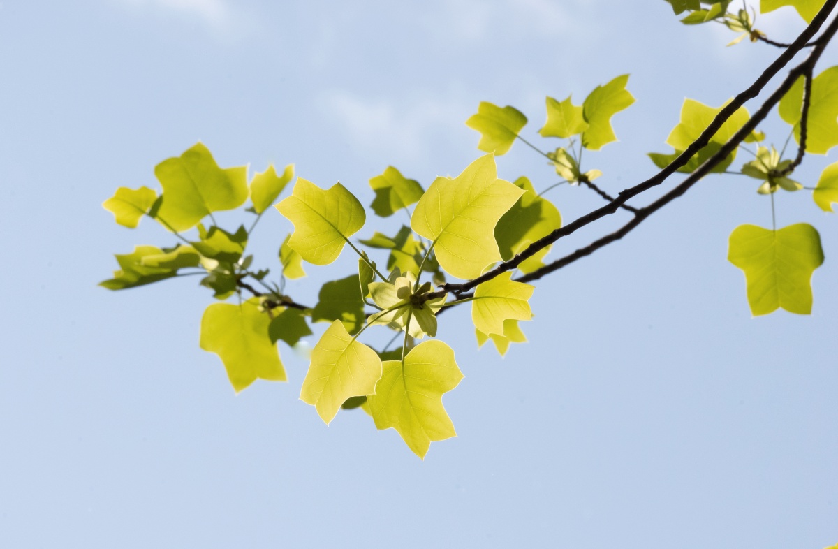 春天阳光鹅掌楸绿