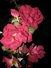 7A44724F-7A9D-4DB3-BD72-AA6A2D00E513/L0/001