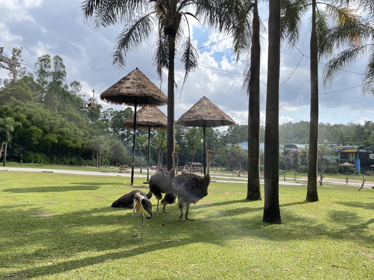 广州长隆野生动物园孩子亲密接触动物的选择