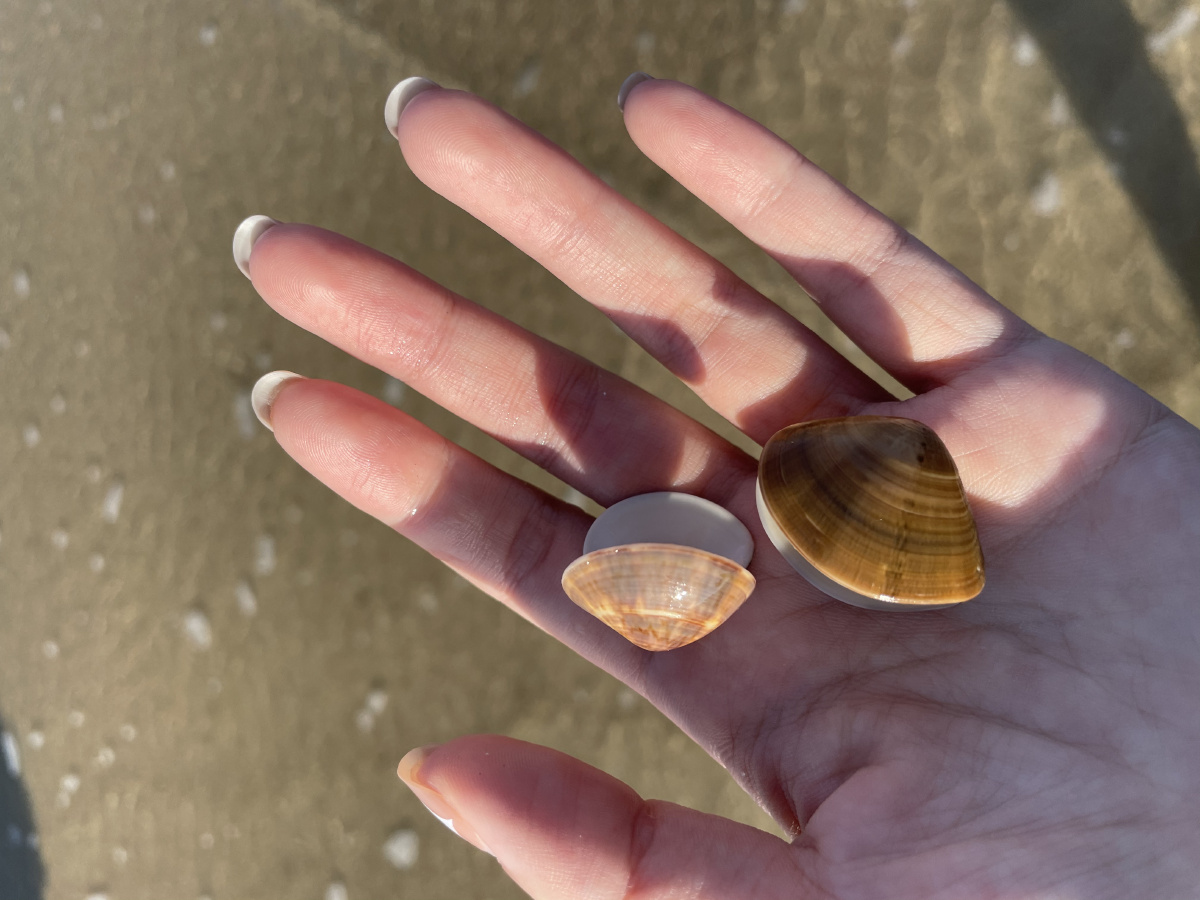 贝壳软体动物的外套膜具有一种特殊的腺细胞其分泌物可形成保护身体