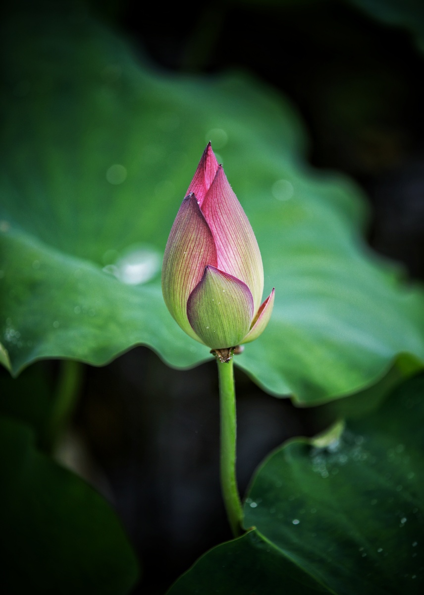 人望山,鱼窥荷 - 唐城市之光 - 图虫