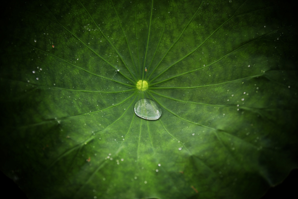 人望山,鱼窥荷 - 唐城市之光 - 图虫