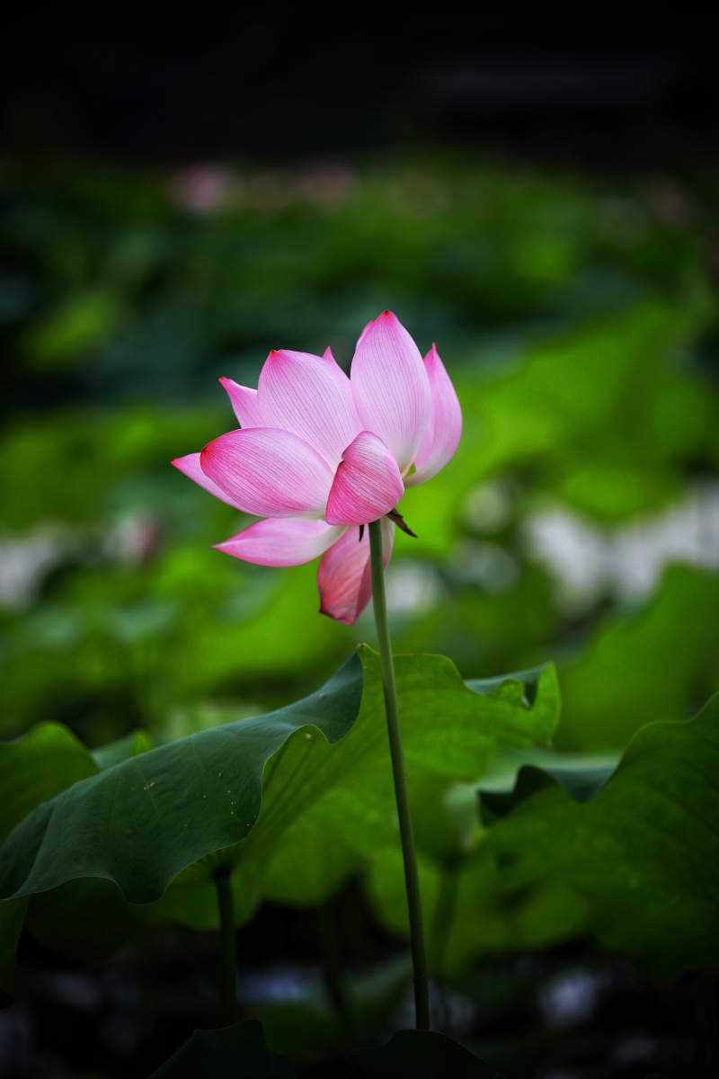 人望山,鱼窥荷 - 唐城市之光 - 图虫