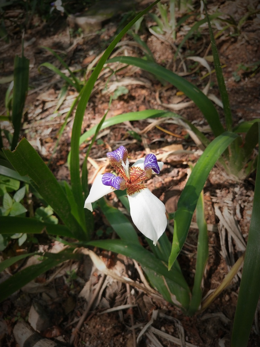 巴西鸢尾兰,寓意:爱的使者