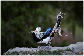 1557