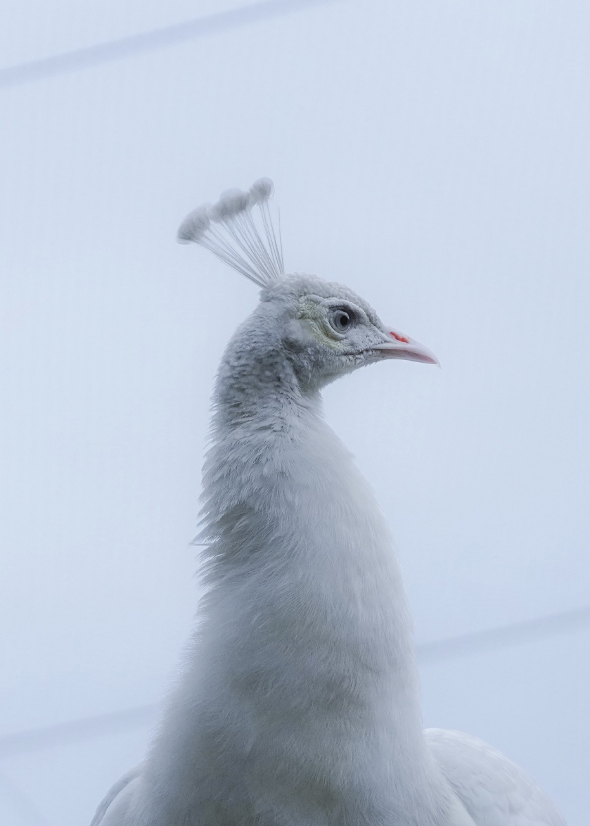 万物有灵白孔雀