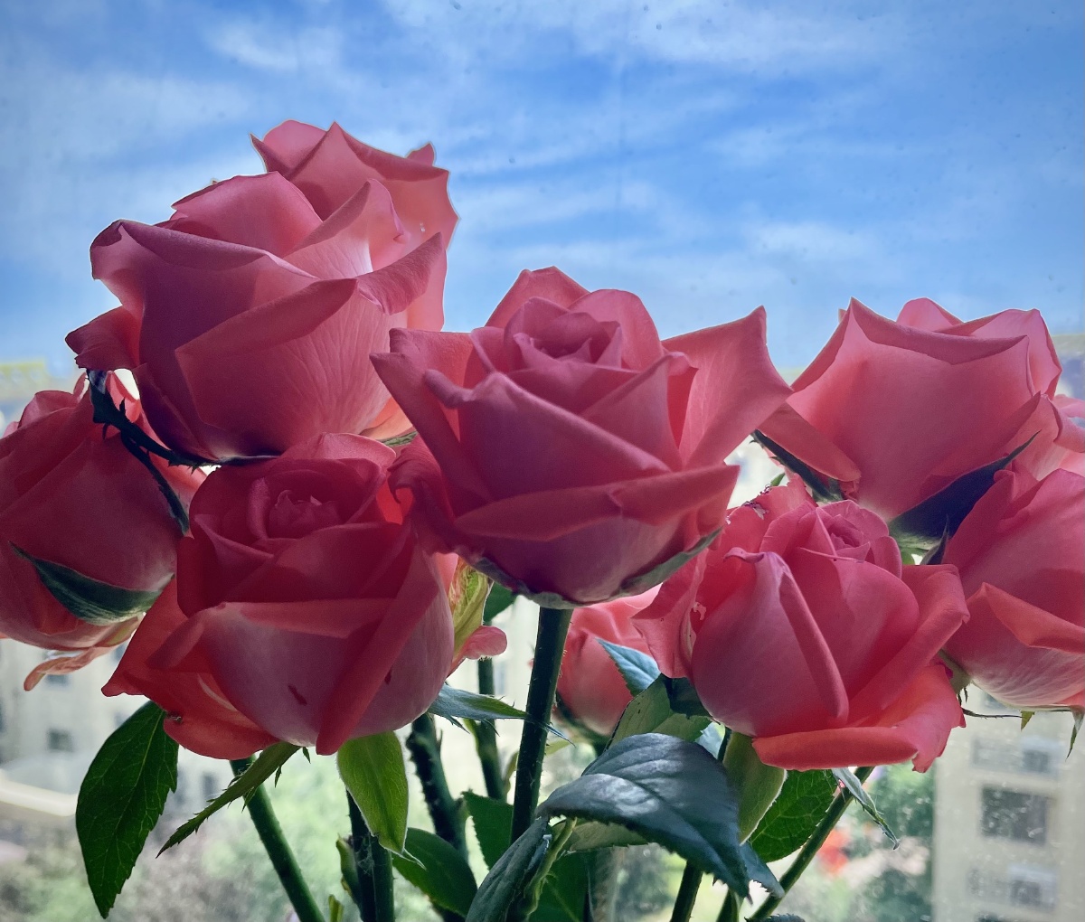 蓝天映衬下的玫瑰大气端庄