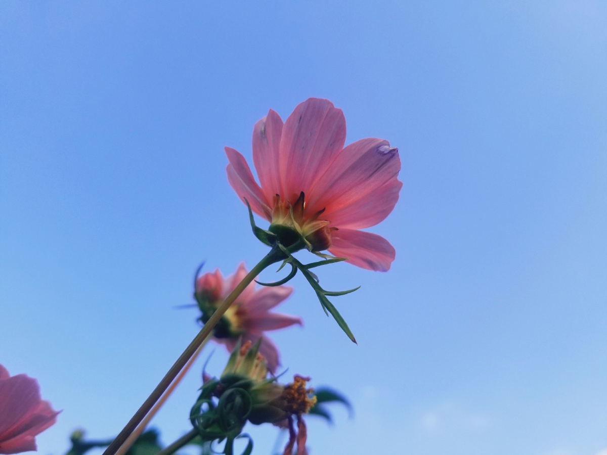 风与花之间有着自己的约定一番风来一种花开直到吹开所有的花的梦想风