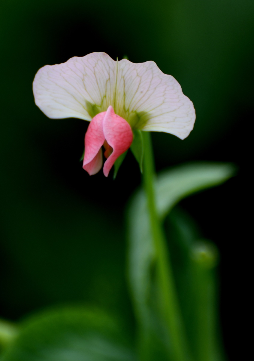 豆苗花