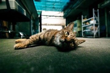 F63B94F7-367E-49BC-AABF-718CE88147BA/L0/001