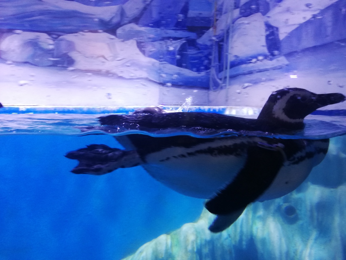 上海鹏新海洋世界真是一次很有趣的体验很多东西太惊喜了里面的小哥哥