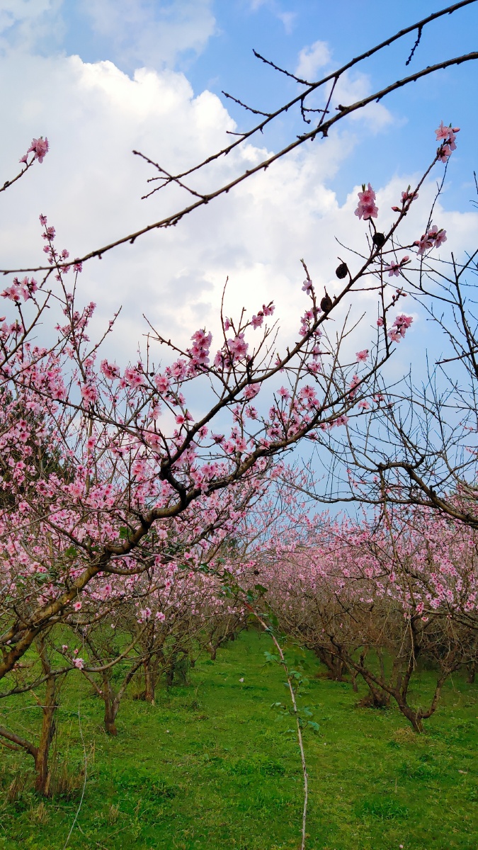 春天的景色包罗万象百花争奇斗艳丛中鸟语花香山青水秀小桥流水人家