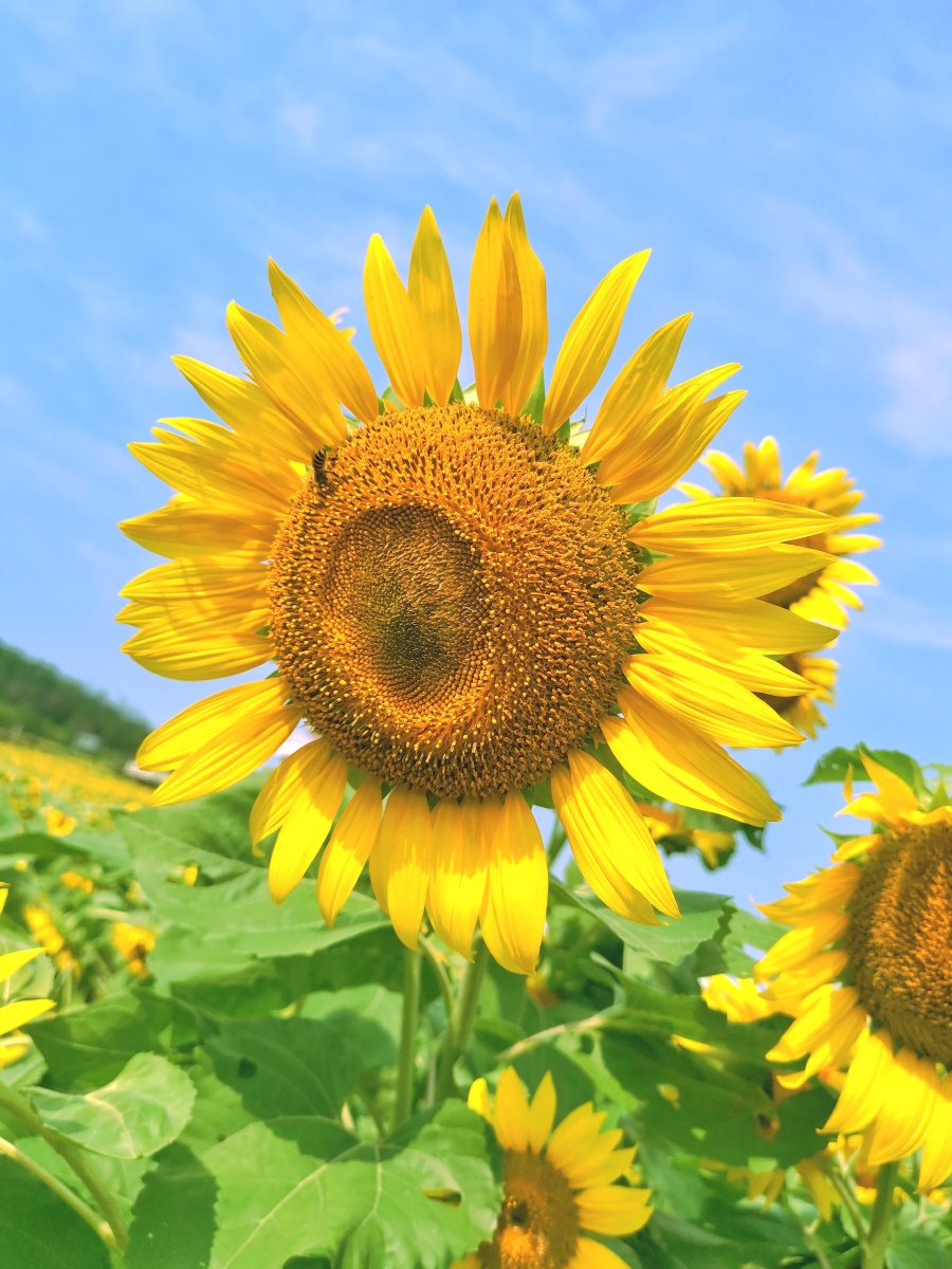 蓝色的夏天,阳光下盛放的金黄色向日葵花田和飞来飞去的蜜蜂