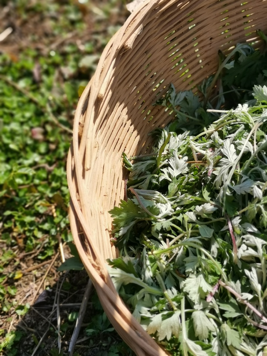 天气好的春天去野外晒晒太阳摘点艾叶做艾米果青团装篮子里