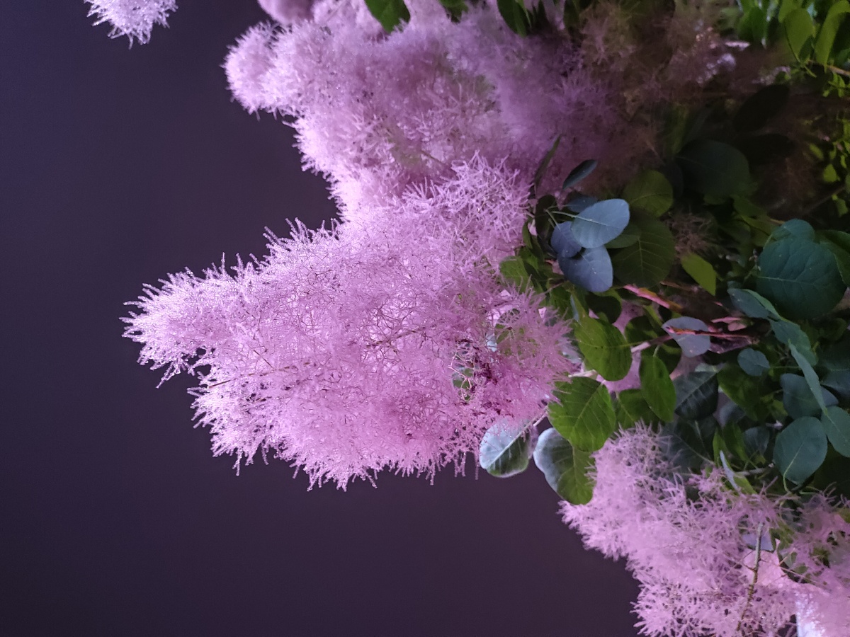 苏合香zzz - 图虫