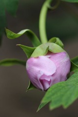 IMG_7976.JPG