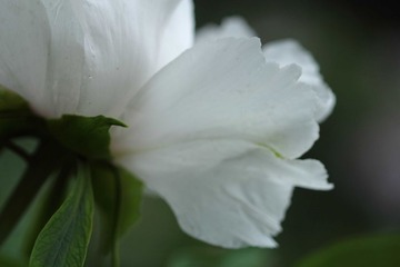 IMG_79891.JPG