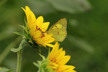 IMG_9385.JPG
