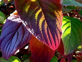 20131029_153308__