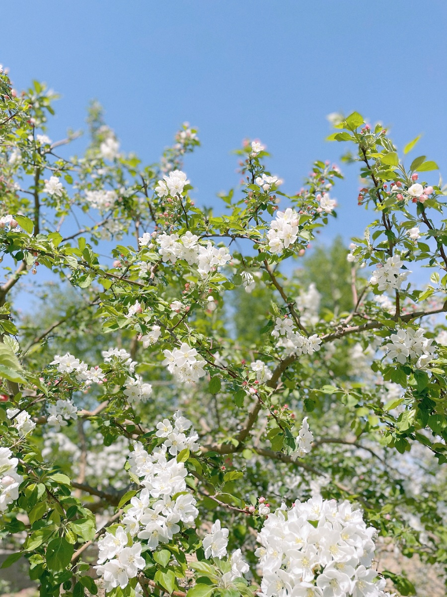 院子里的沙果树和梨树开花了