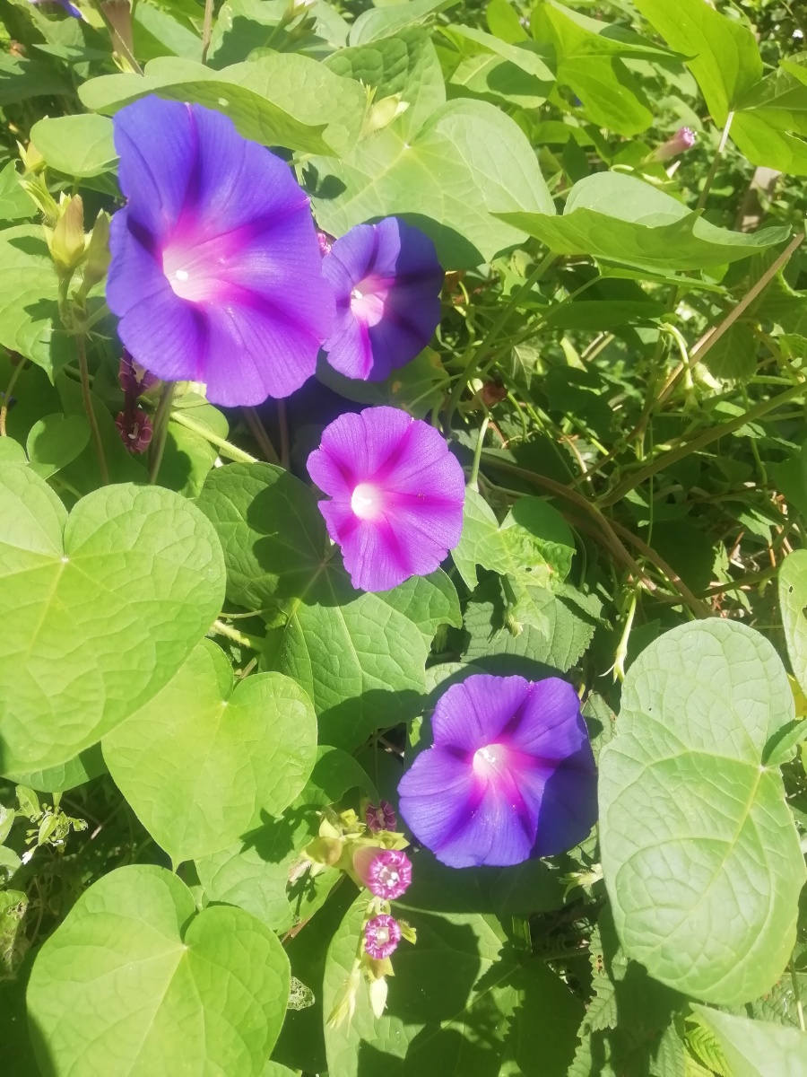 圆叶旋花,小花牵牛,被子植物门,旋花科,旋花亚科,牵牛属,合瓣花亚纲