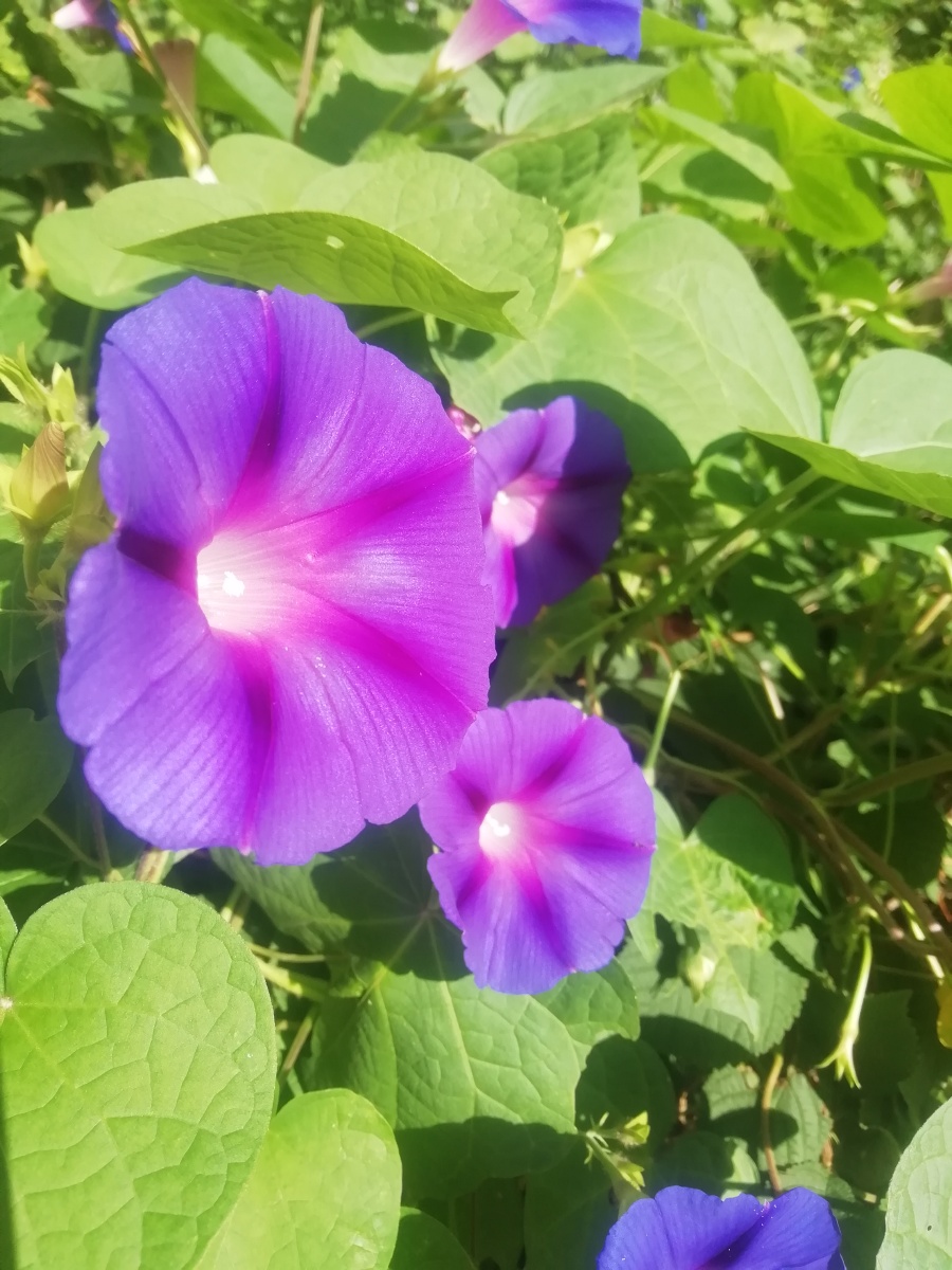 圆叶旋花,小花牵牛,被子植物门,旋花科,旋花亚科,牵牛属,合瓣花亚纲