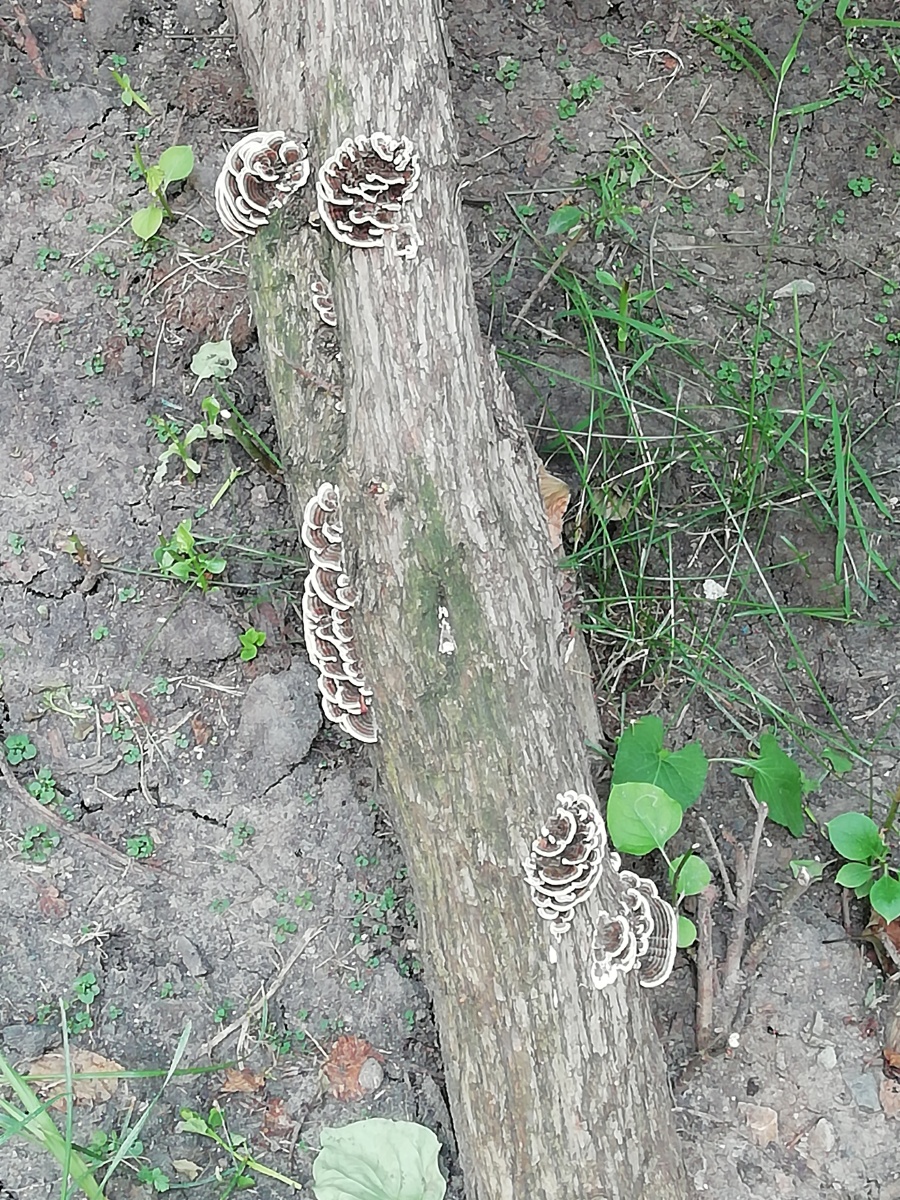 树根蘑菇