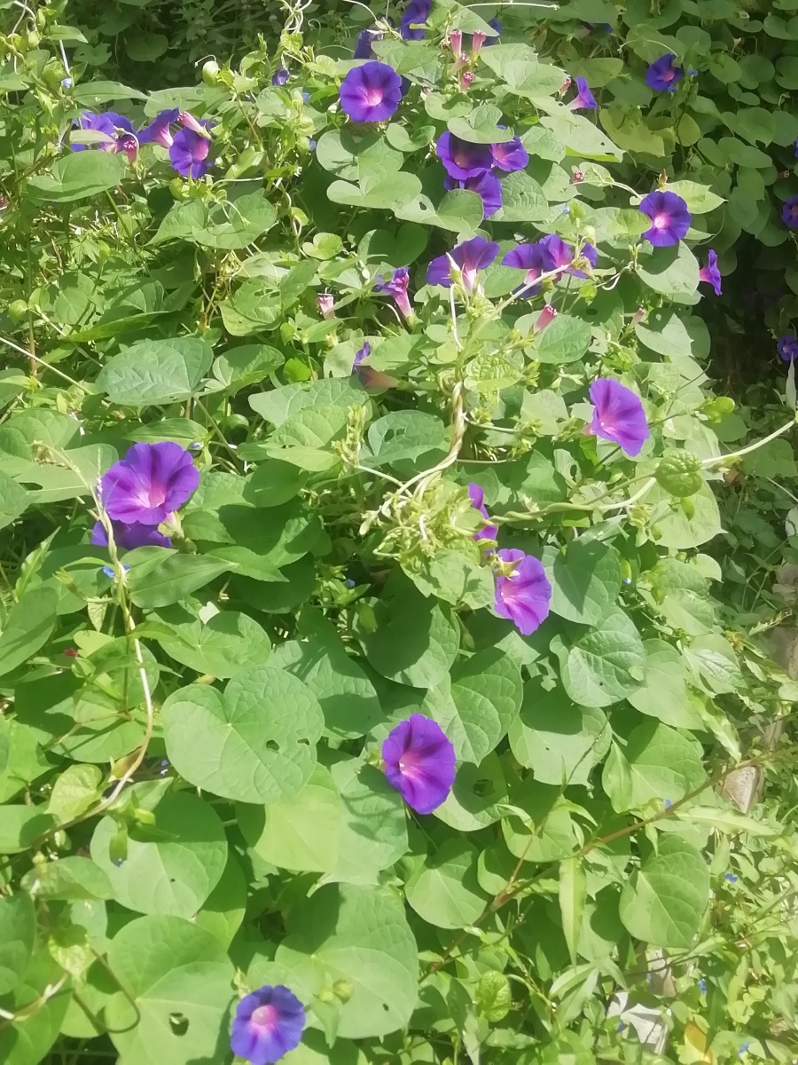 牵牛花,喇叭花,圆叶牵牛,圆叶旋花,小花牵牛,被子植物门,旋花科,旋花