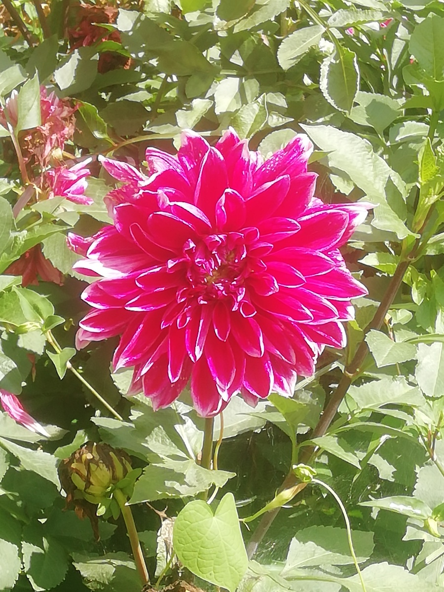 大丽花(dahlia pinnata cav.