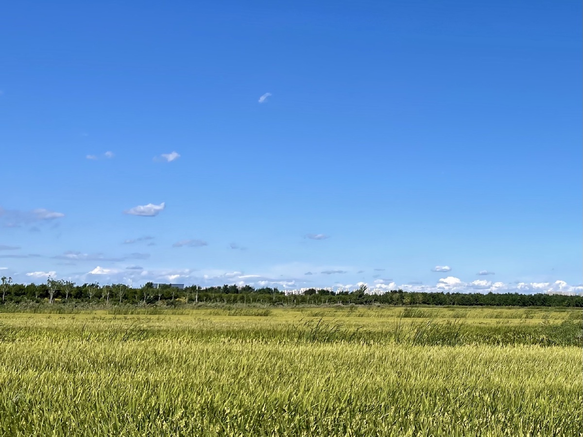 金黄稻田遇到蓝天白云日期20210921坐标天津东沽路地铁站小站稻田