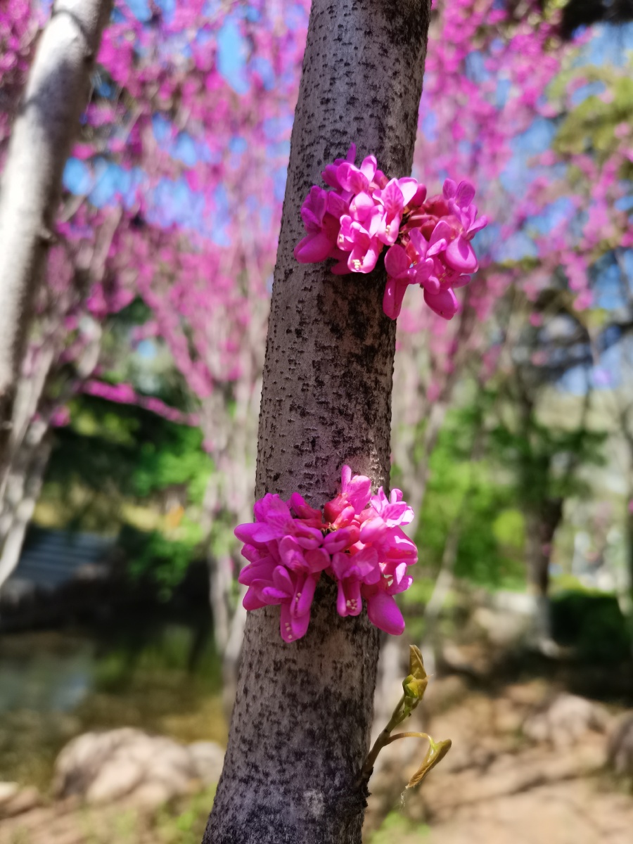看过无花的果又看见了无叶的花大自然的奇妙无处不在