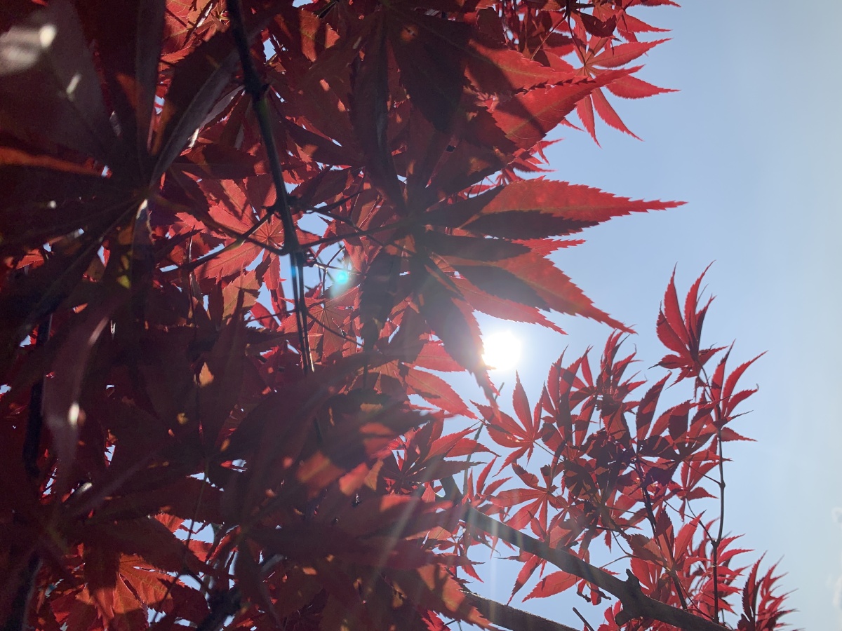 透过枫叶看太阳