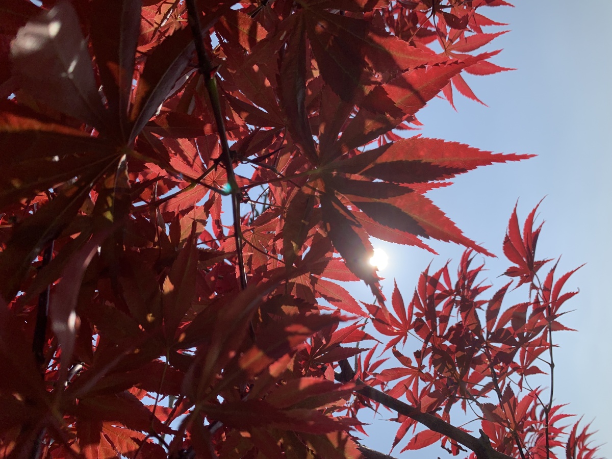 透过枫叶看太阳