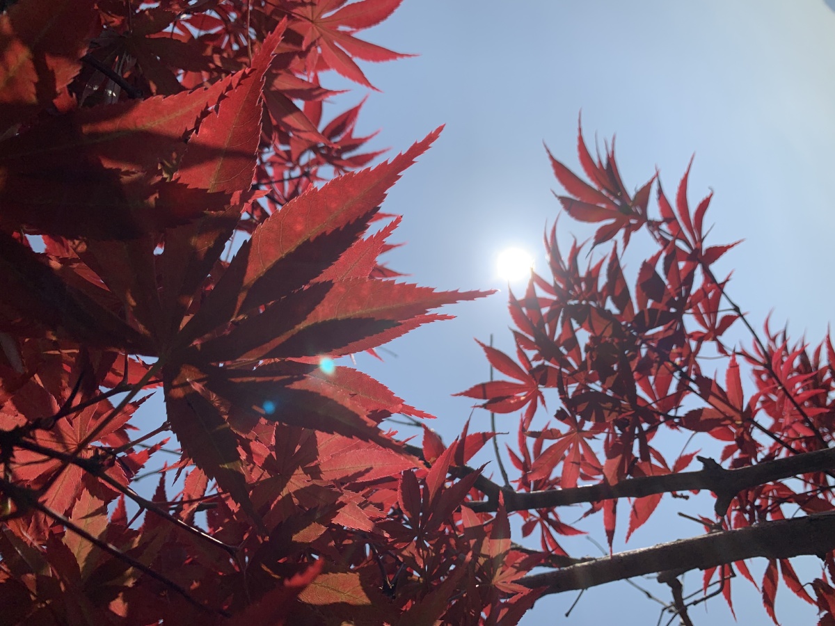 透过枫叶看太阳
