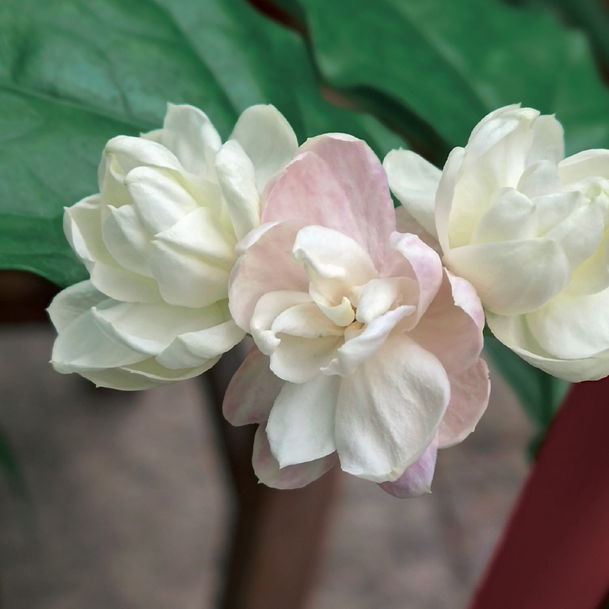 昨天开了一朵今天三朵都开了而且昨天开的的茉莉花今天叶子变颜色了