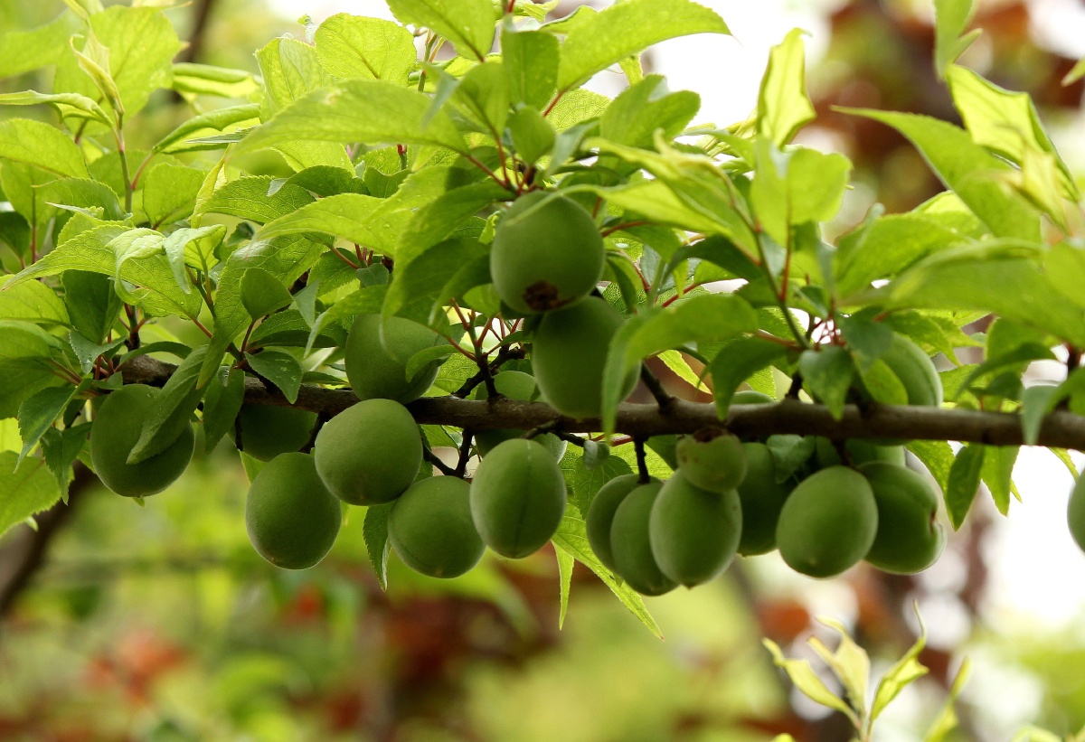 勤劳的工匠忙采蜜,野毛桃挤满枝头,小野花热闹的站在枝头笑 - 春天