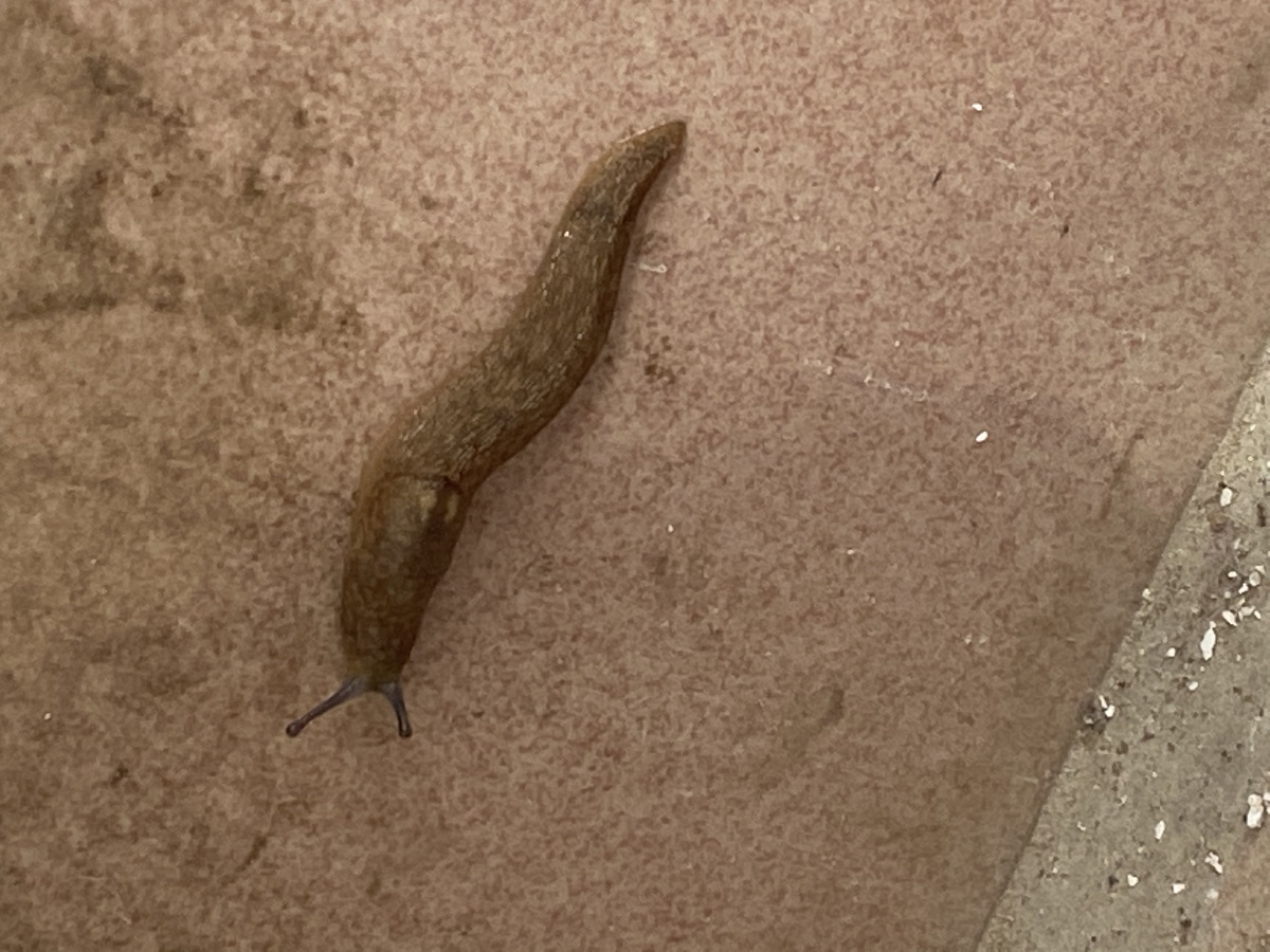 第一次见脱了壳的蜗牛