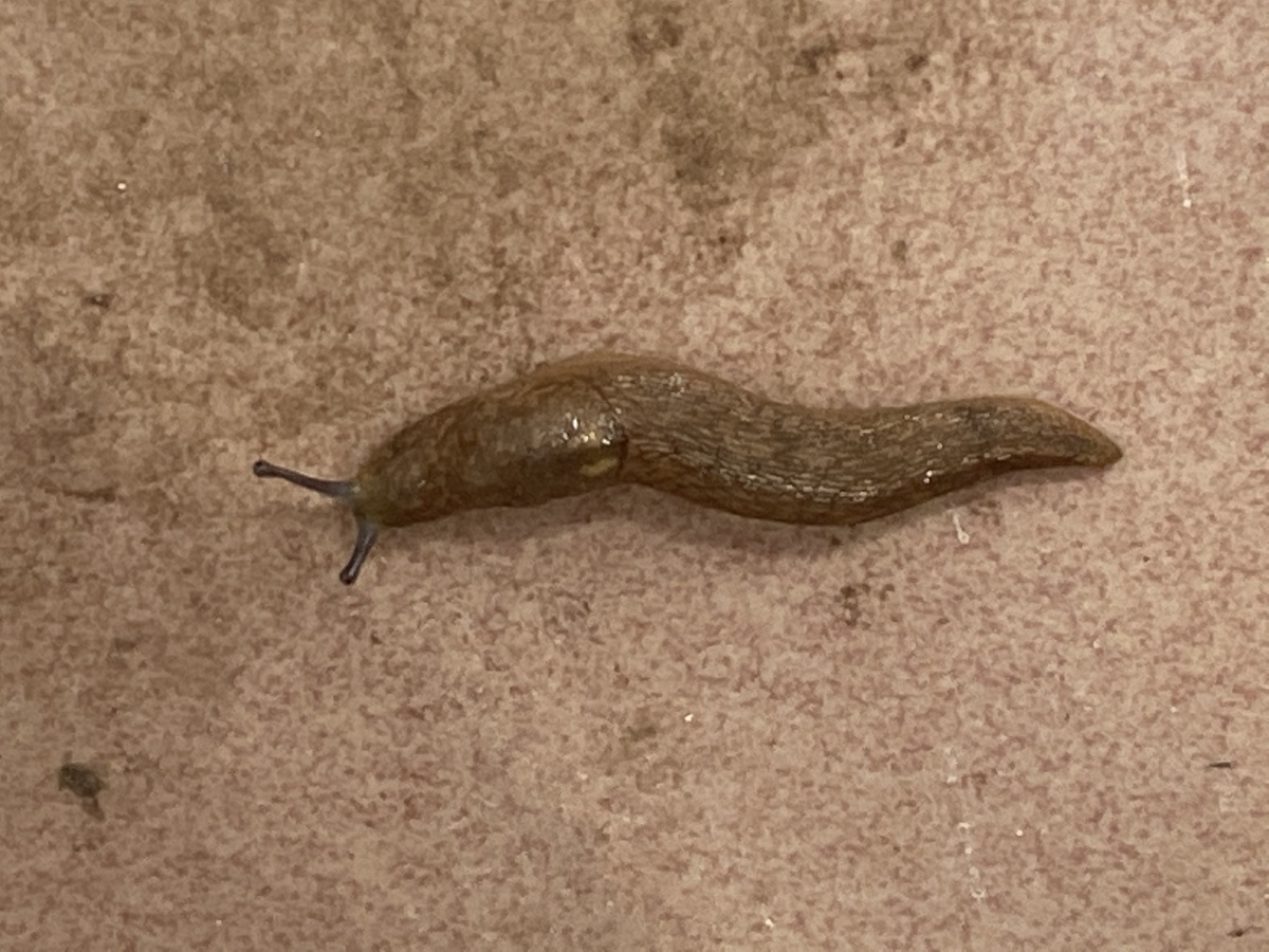 第一次见脱了壳的蜗牛