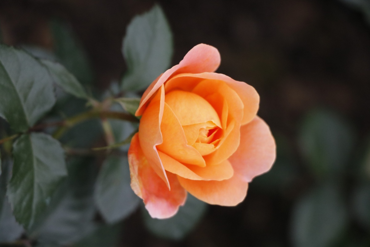 门口的那一株玫瑰